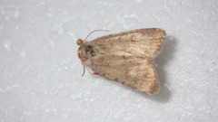 Caradrina clavipalpis