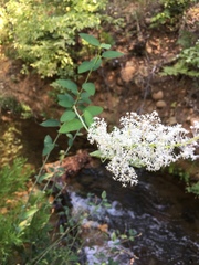Ceanothus integerrimus macrothyrsus