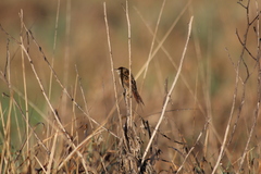 Spartonoica maluroides