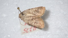 Caradrina clavipalpis