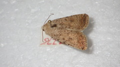 Caradrina clavipalpis
