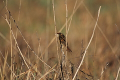 Spartonoica maluroides