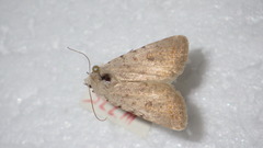 Caradrina clavipalpis