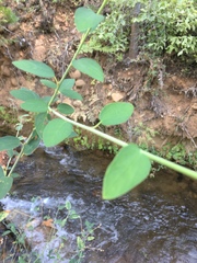 Ceanothus integerrimus macrothyrsus