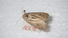Caradrina clavipalpis