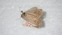 Caradrina clavipalpis