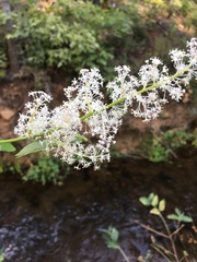 Ceanothus integerrimus macrothyrsus