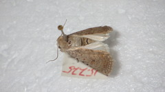 Caradrina clavipalpis