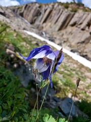 Aquilegia jucunda