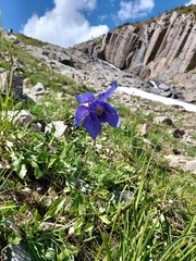 Aquilegia jucunda