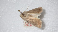 Caradrina clavipalpis