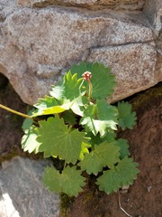 Micranthes nelsoniana aestivalis