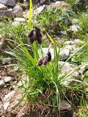 Carex aterrima