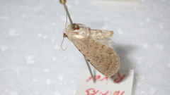 Caradrina clavipalpis