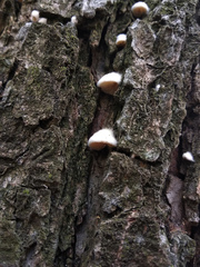 Crepidotus fimbriatus