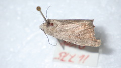 Caradrina clavipalpis