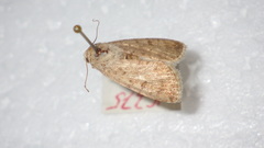 Caradrina clavipalpis