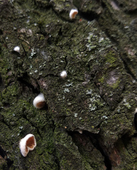 Crepidotus fimbriatus