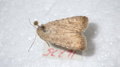 Caradrina clavipalpis