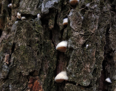 Crepidotus fimbriatus