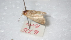 Caradrina clavipalpis