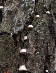 Crepidotus fimbriatus