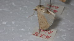Caradrina clavipalpis