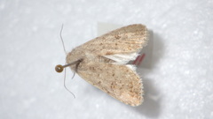 Caradrina clavipalpis