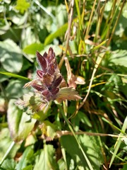 Dracocephalum grandiflorum