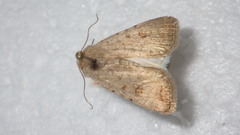 Caradrina clavipalpis