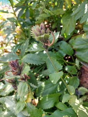Dracocephalum grandiflorum