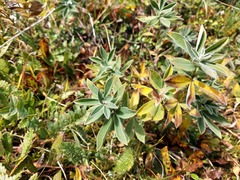 Thermopsis alpina