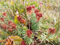 Rhodiola algida