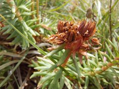 Rhodiola algida