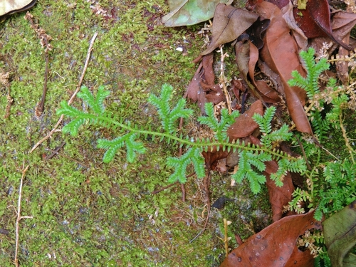 Selaginella kraussiana image