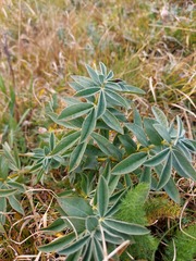 Thermopsis alpina