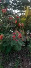 Magnoliopsida