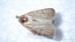 Caradrina clavipalpis