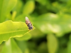Paragus serratus