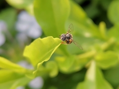 Paragus serratus