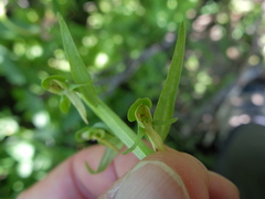 Platanthera sparsiflora
