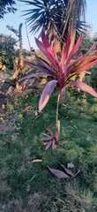 Angiospermae