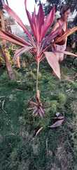 Angiospermae