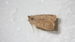 Caradrina clavipalpis