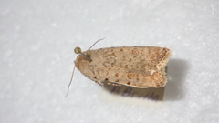 Caradrina clavipalpis