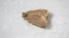Caradrina clavipalpis
