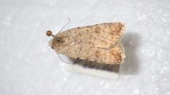 Caradrina clavipalpis