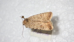 Caradrina clavipalpis