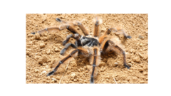 Phrixotrichus vulpinus