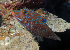 Canthigaster papua